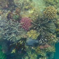 Villa Le Corail, A Gran Meliá Hotel đồng hành cùng hoạt động bảo tồn rạn san hô tại Việt Nam